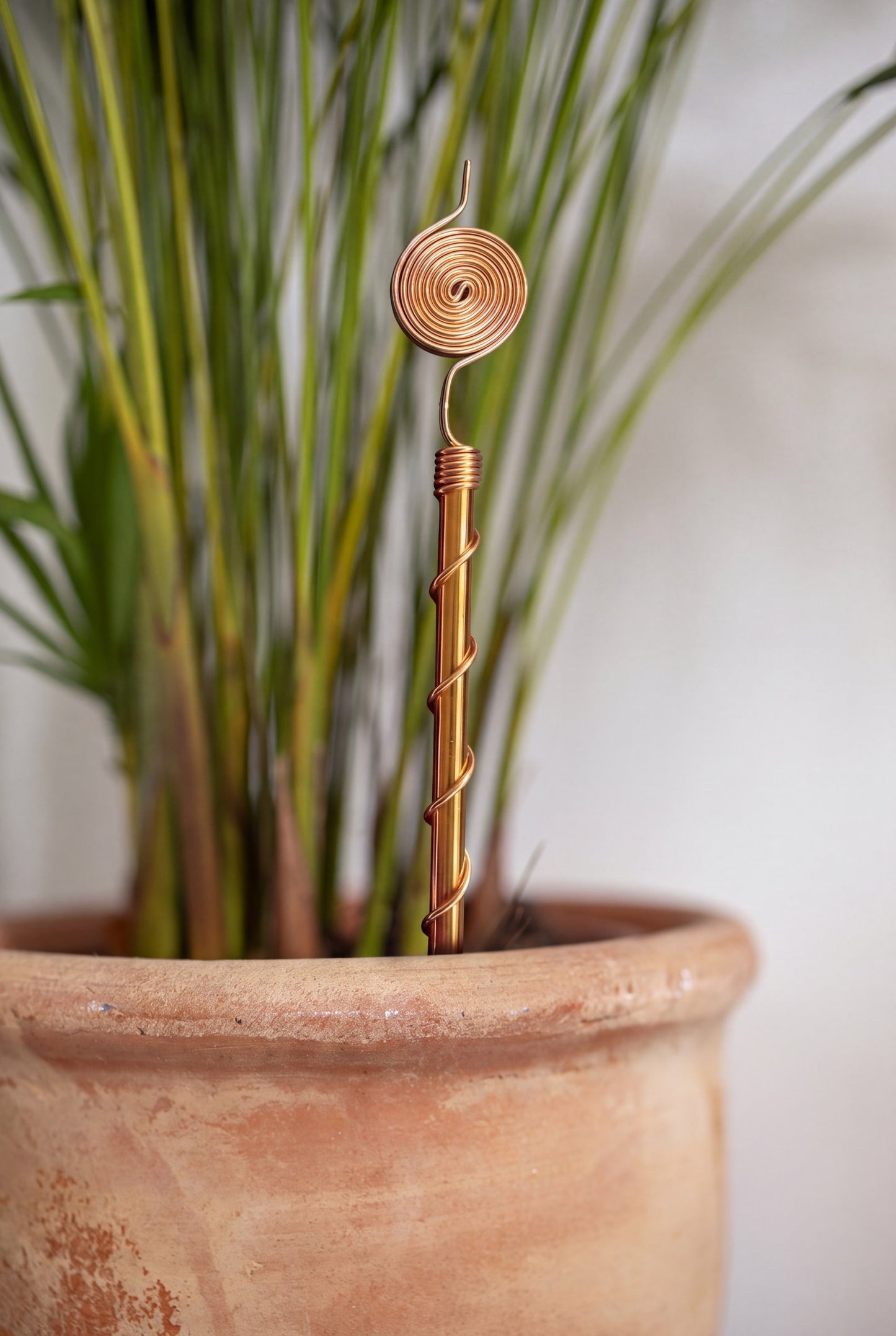 Kopero Electrocultivo 30 cm, antena de cobre en una maceta de terracota con hierba ornamental