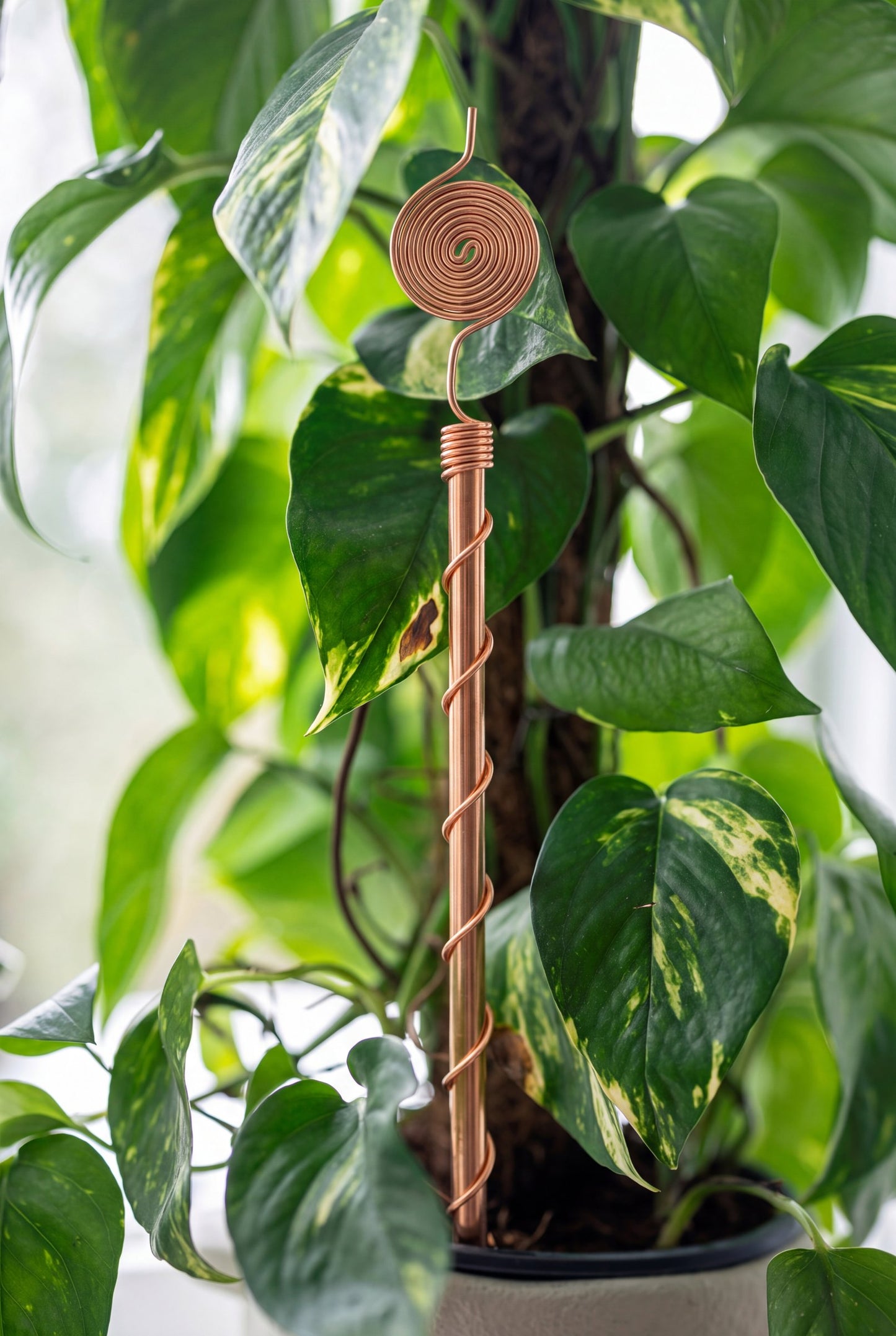 Kopero Electrocultivo 30 cm, antena de cobre junto a una planta de interior