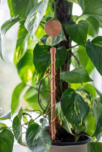 Kopero Electrocultivo 30 cm, antena de cobre junto a una planta de interior