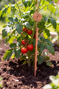 Kopero Electrocultivo 30 cm, antena de cobre junto a una planta de tomate en el huerto