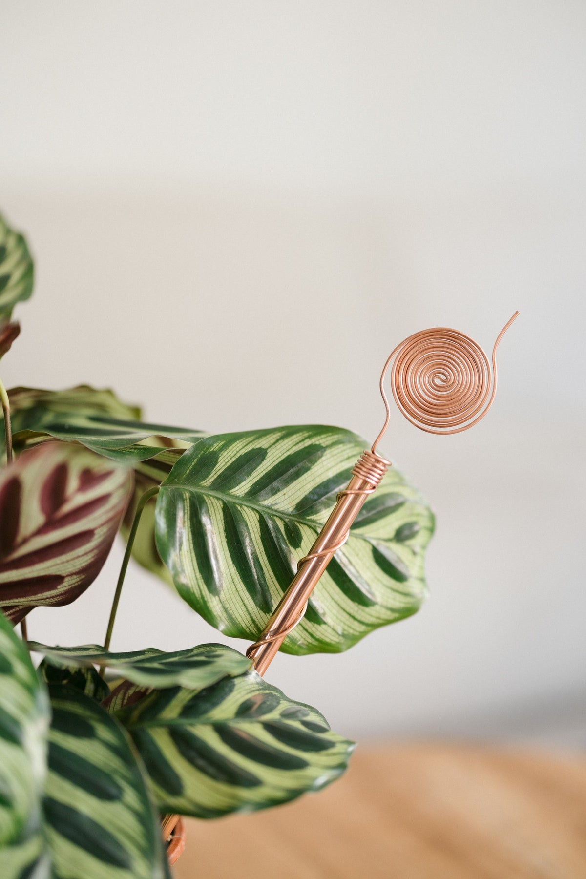 Electrocultivo Kopero 30 cm, junto a una planta de interior maranta
