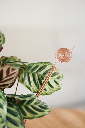 Electrocultivo Kopero 30 cm, junto a una planta de interior maranta