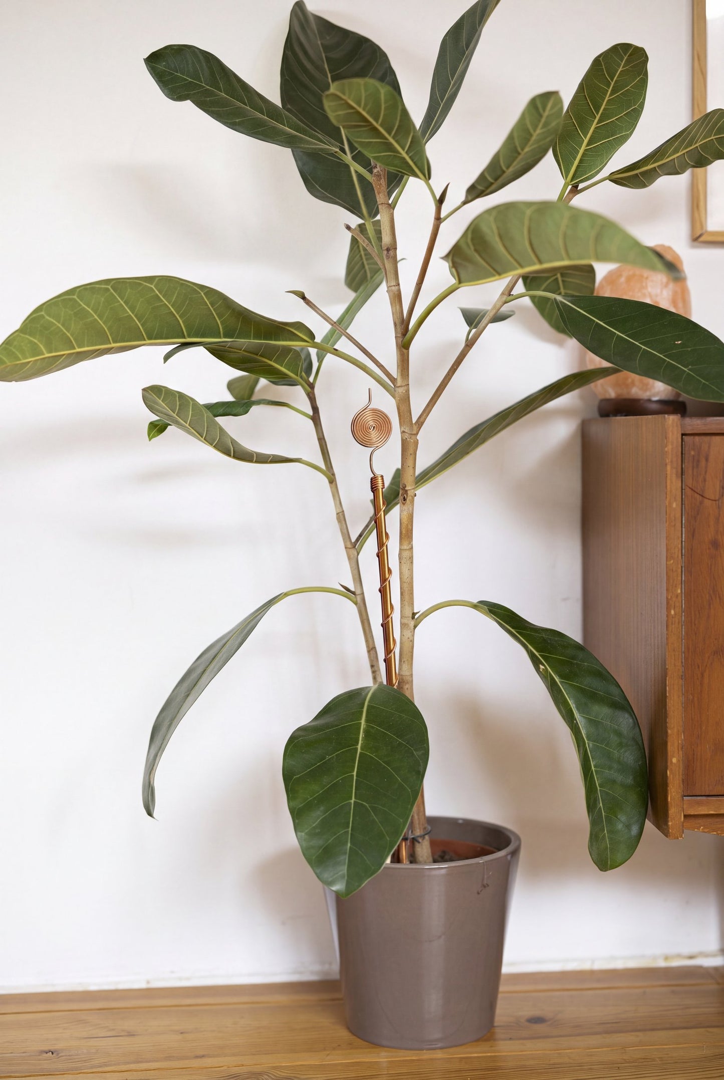 Kopero Electrocultivo 60 cm, antena de cobre en una maceta con una gran planta de interior