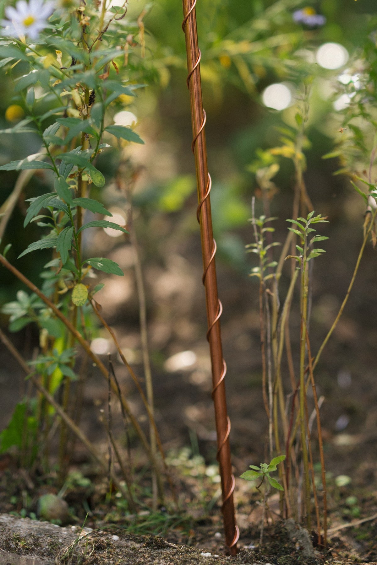Electrocultivo Kopero 60 cm, una antena larga con alambre en espiral en un parterre