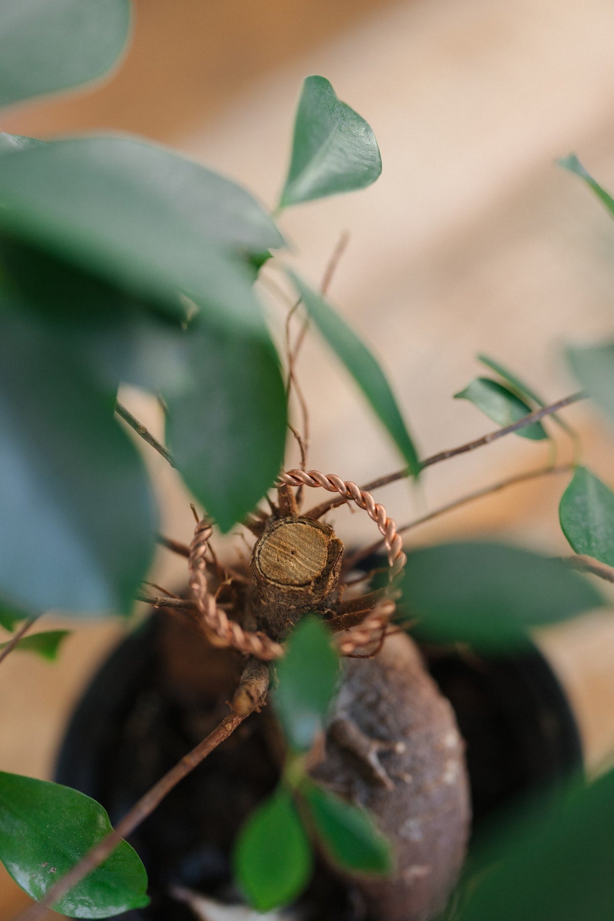 Anillo tensor de cobre Kopero, alrededor del tronco de una planta de interior
