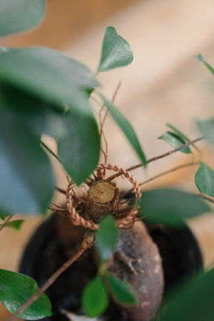 Anillo tensor de cobre Kopero, alrededor del tronco de una planta de interior